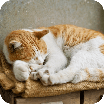 敷物の上で寝る猫