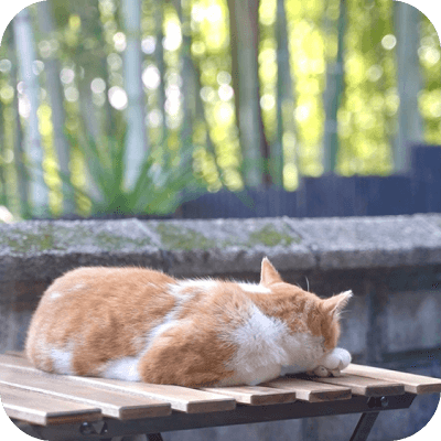 テーブルの上で背中を向けて眠る猫